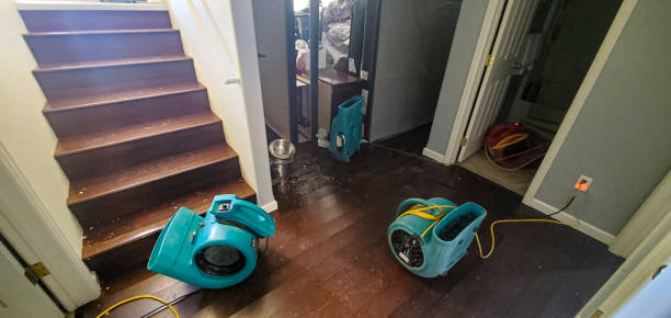 Best Mold removal after water damage  in Manche Village, CA